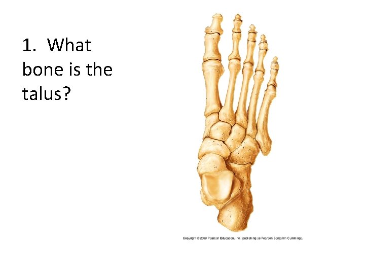 1. What bone is the talus? 