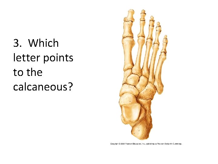 3. Which letter points to the calcaneous? 