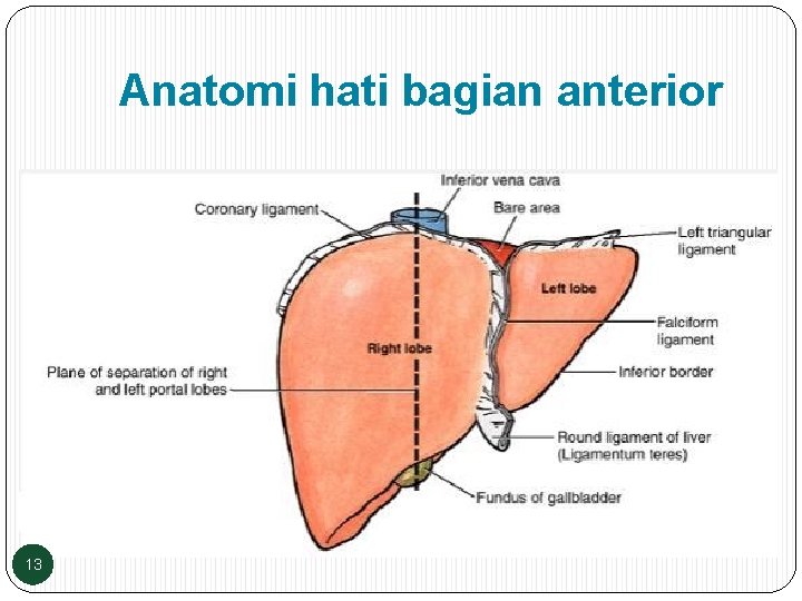 Anatomi hati bagian anterior 13 