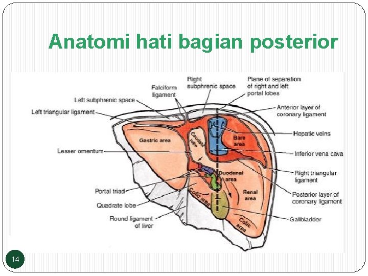 Anatomi hati bagian posterior 14 