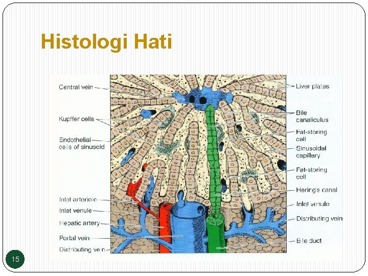 Histologi Hati 15 