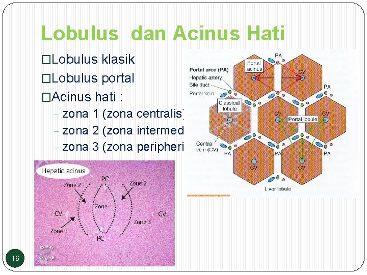 Lobulus dan Acinus Hati �Lobulus klasik �Lobulus portal �Acinus hati : zona 1 (zona