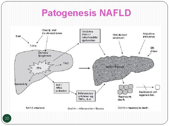 Patogenesis NAFLD 22 