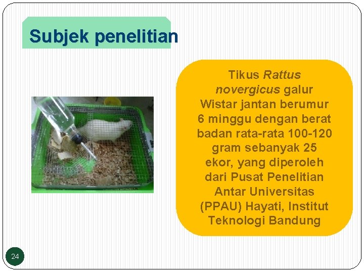 Subjek penelitian Tikus Rattus novergicus galur Wistar jantan berumur 6 minggu dengan berat badan