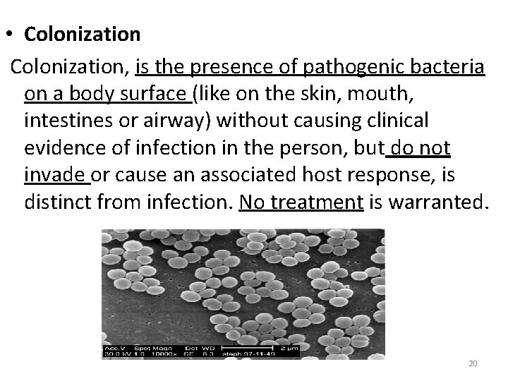  • Colonization, is the presence of pathogenic bacteria on a body surface (like