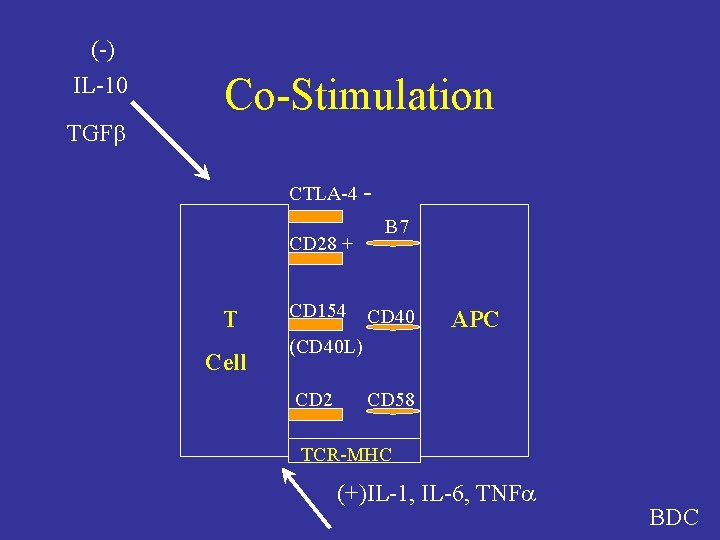 (-) IL-10 Co-Stimulation TGF CTLA-4 CD 28 + T Cell CD 154 B 7