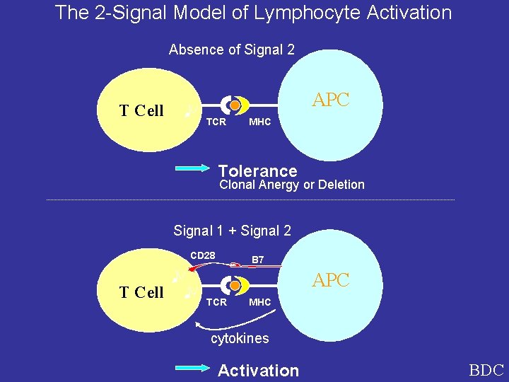 The 2 -Signal Model of Lymphocyte Activation Absence of Signal 2 T Cell APC