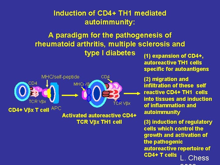 Induction of CD 4+ TH 1 mediated autoimmunity: A paradigm for the pathogenesis of