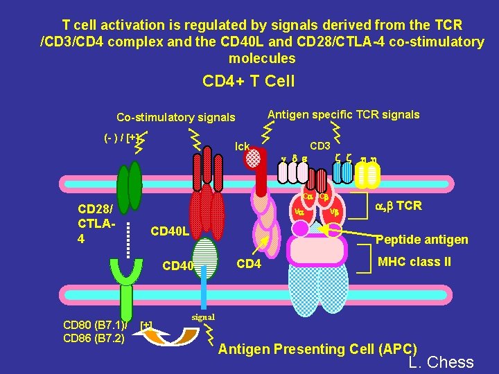 T cell activation is regulated by signals derived from the TCR /CD 3/CD 4