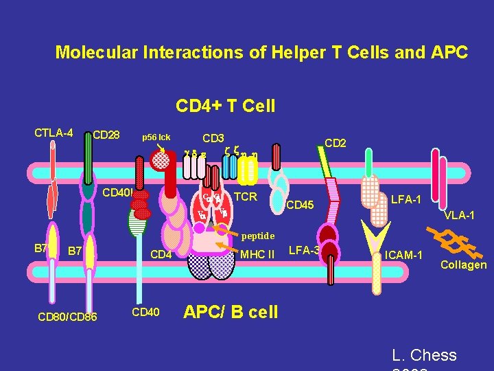 Molecular Interactions of Helper T Cells and APC CD 4+ T Cell CTLA-4 CD