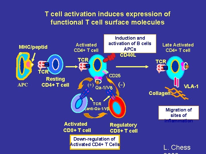 T cell activation induces expression of functional T cell surface molecules Activated CD 4+