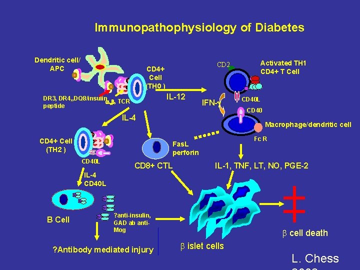 Immunopathophysiology of Diabetes Dendritic cell/ APC CD 2 CD 4+ Cell (TH 0 )