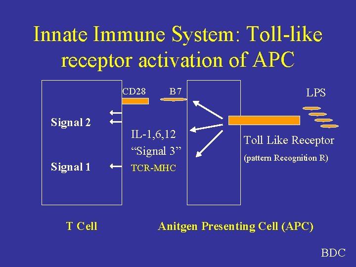 Innate Immune System: Toll-like receptor activation of APC CD 28 Signal 2 Signal 1