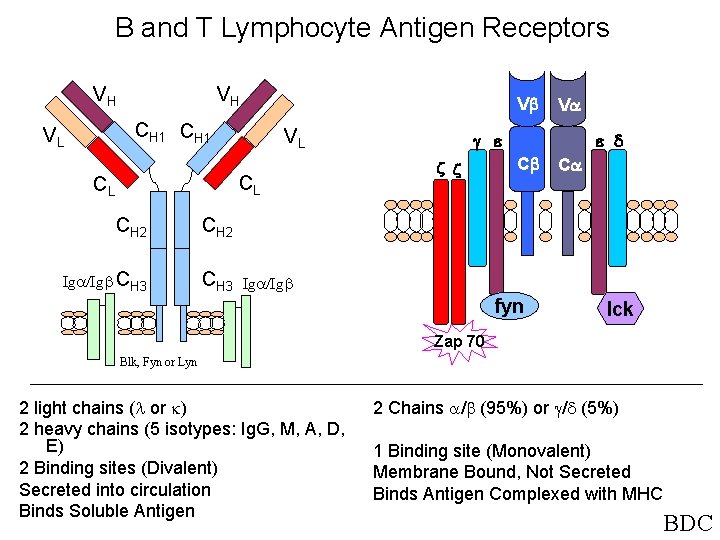 B and T Lymphocyte Antigen Receptors VH VH V CH 1 VL VL CL
