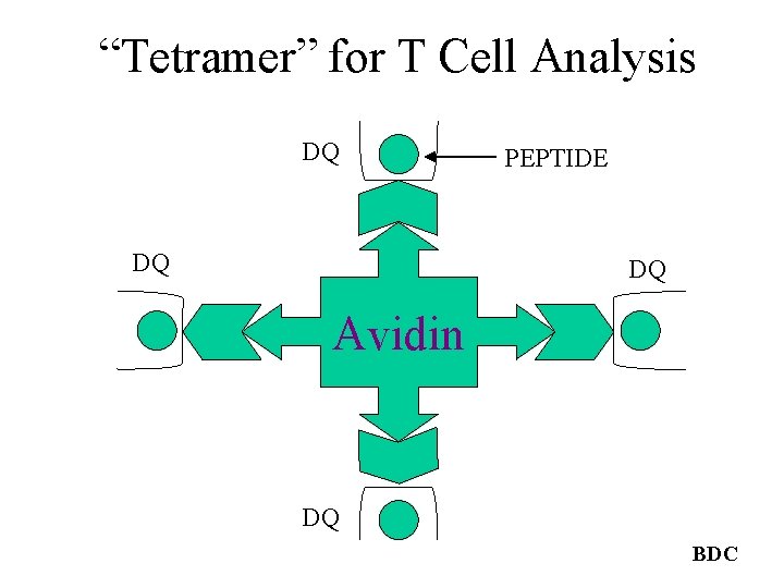 “Tetramer” for T Cell Analysis DQ DQ PEPTIDE DQ Avidin DQ BDC 