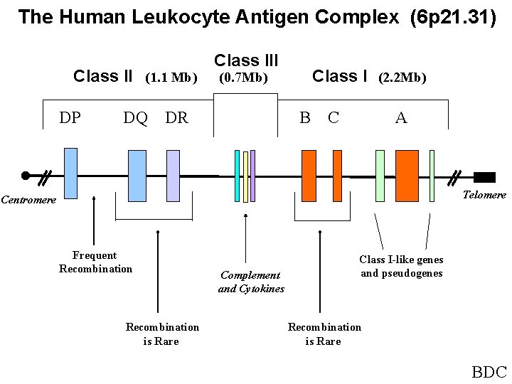 The Human Leukocyte Antigen Complex (6 p 21. 31) Class II (1. 1 Mb)