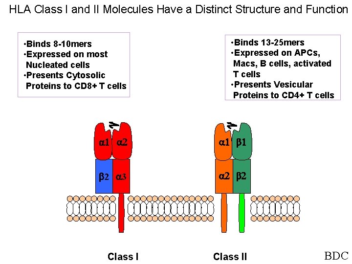 HLA Class I and II Molecules Have a Distinct Structure and Function • Binds