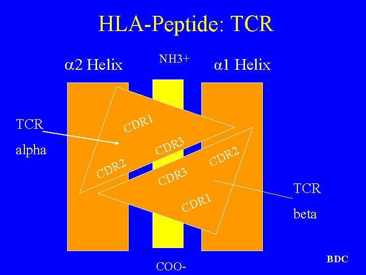 HLA-Peptide: TCR NH 3+ 2 Helix α 1 Helix 1 R CD TCR alpha