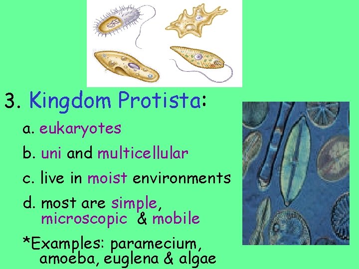 3. Kingdom Protista: a. eukaryotes b. uni and multicellular c. live in moist environments