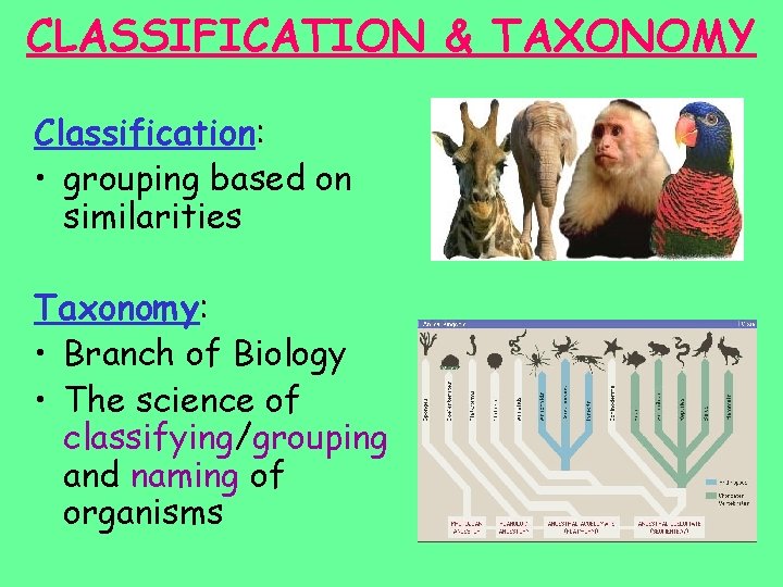 CLASSIFICATION & TAXONOMY Classification: • grouping based on similarities Taxonomy: • Branch of Biology