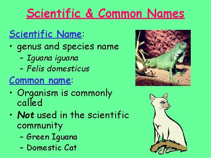 Scientific & Common Names Scientific Name: • genus and species name – Iguana iguana