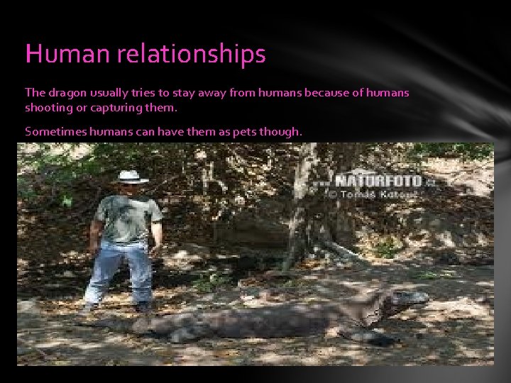 Human relationships The dragon usually tries to stay away from humans because of humans
