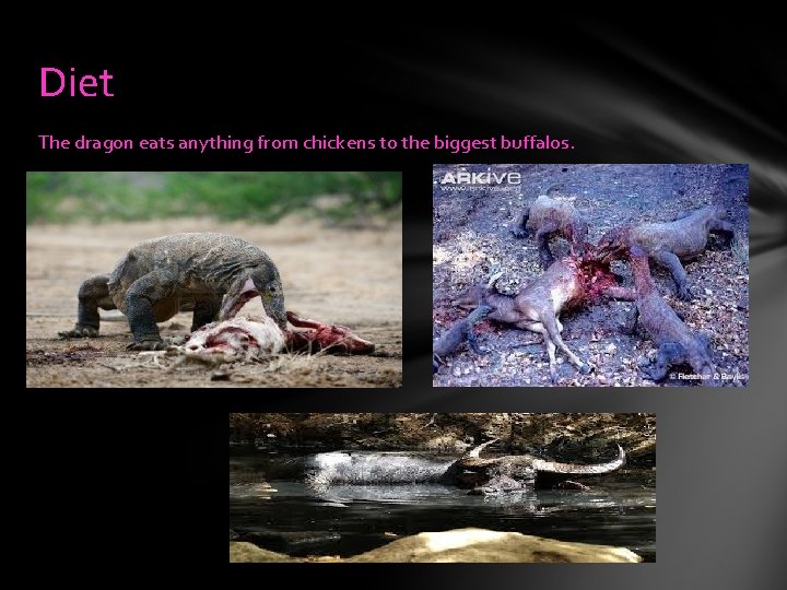 Diet The dragon eats anything from chickens to the biggest buffalos. 