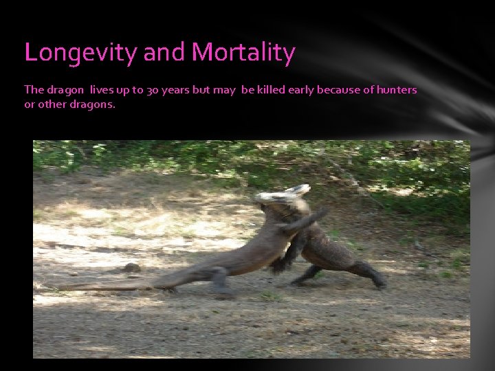 Longevity and Mortality The dragon lives up to 30 years but may be killed