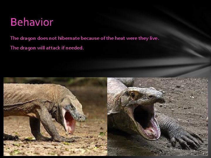 Behavior The dragon does not hibernate because of the heat were they live. The