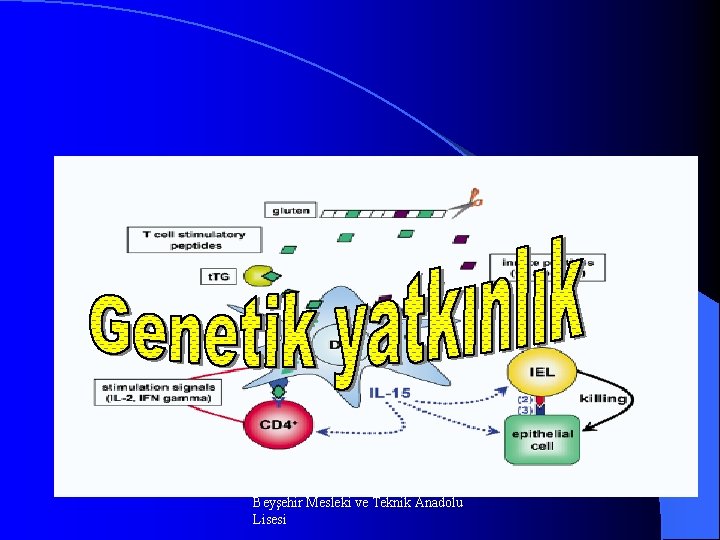 Beyşehir Mesleki ve Teknik Anadolu Lisesi 