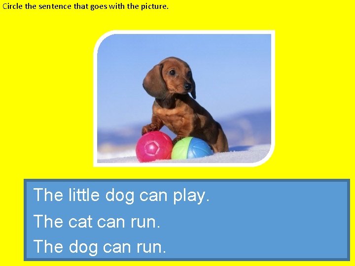 Circle the sentence that goes with the picture. The little dog can play. The