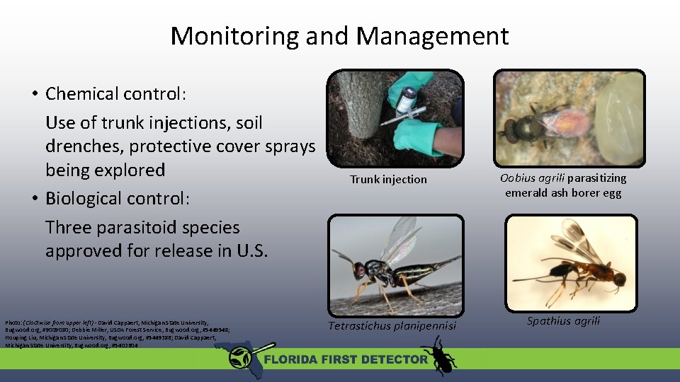 Monitoring and Management • Chemical control: Use of trunk injections, soil drenches, protective cover