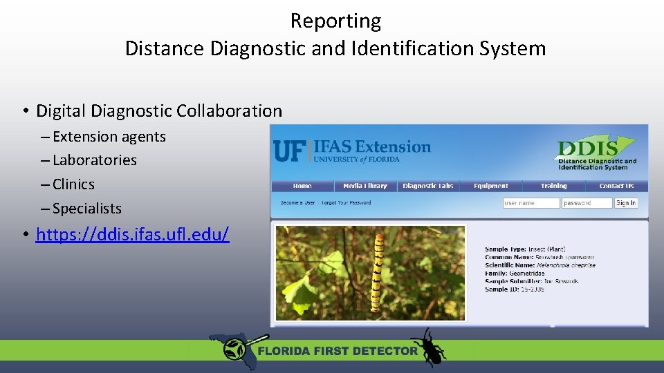 Reporting Distance Diagnostic and Identification System • Digital Diagnostic Collaboration – Extension agents –