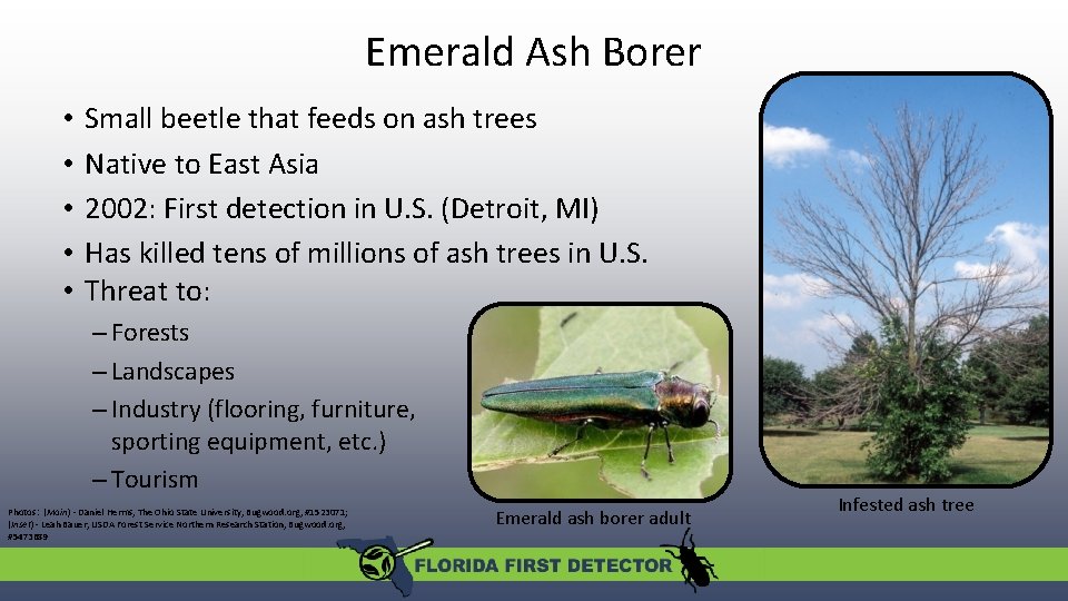 Emerald Ash Borer • • • Small beetle that feeds on ash trees Native
