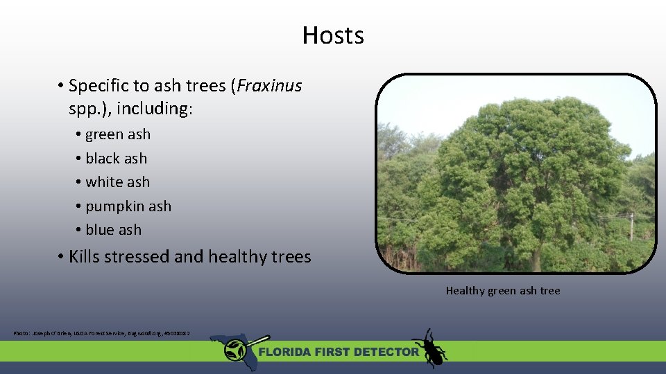 Hosts • Specific to ash trees (Fraxinus spp. ), including: • green ash •