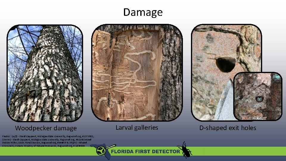 Damage Woodpecker damage Photos: (Left) - David Cappaert, Michigan State University, Bugwood. org, #1372001;