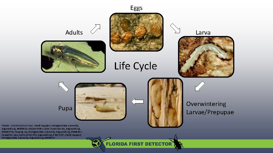 Eggs Adults Larva Life Cycle Pupa Photos: (Clockwise from Top) - David Cappaert, Michigan