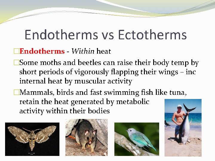 Endotherms vs Ectotherms �Endotherms - Within heat �Some moths and beetles can raise their