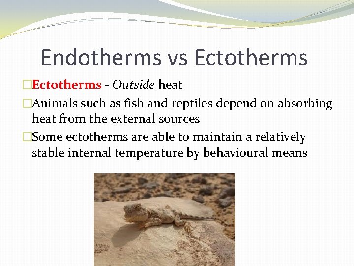 Endotherms vs Ectotherms �Ectotherms - Outside heat �Animals such as fish and reptiles depend