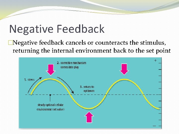 Negative Feedback �Negative feedback cancels or counteracts the stimulus, returning the internal environment back