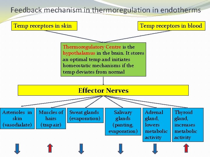 Feedback mechanism in thermoregulation in endotherms Temp receptors in skin Temp receptors in blood
