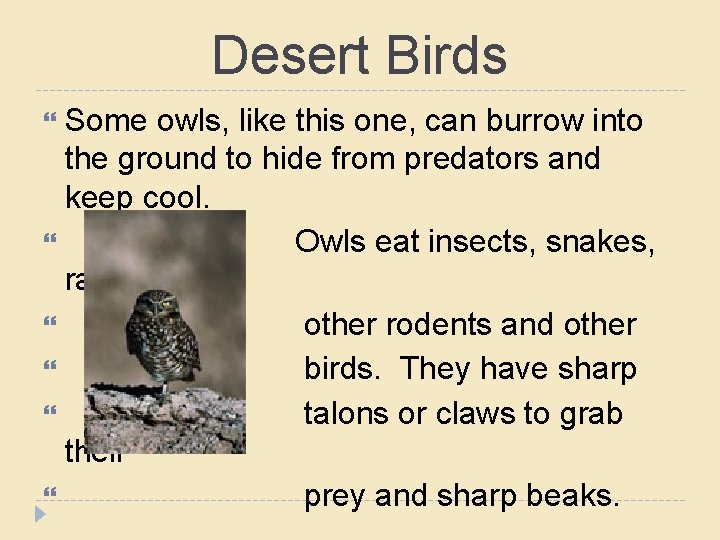 Desert Birds Some owls, like this one, can burrow into the ground to hide