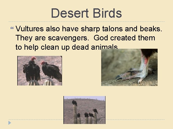 Desert Birds Vultures also have sharp talons and beaks. They are scavengers. God created