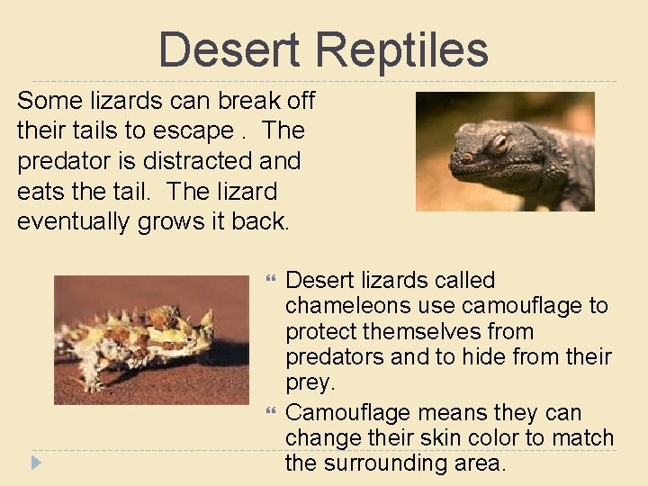 Desert Reptiles Some lizards can break off their tails to escape. The predator is