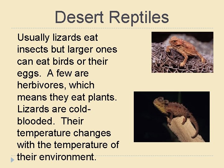 Desert Reptiles Usually lizards eat insects but larger ones can eat birds or their