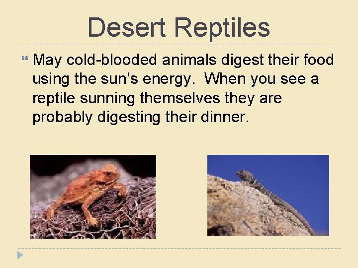Desert Reptiles May cold-blooded animals digest their food using the sun’s energy. When you