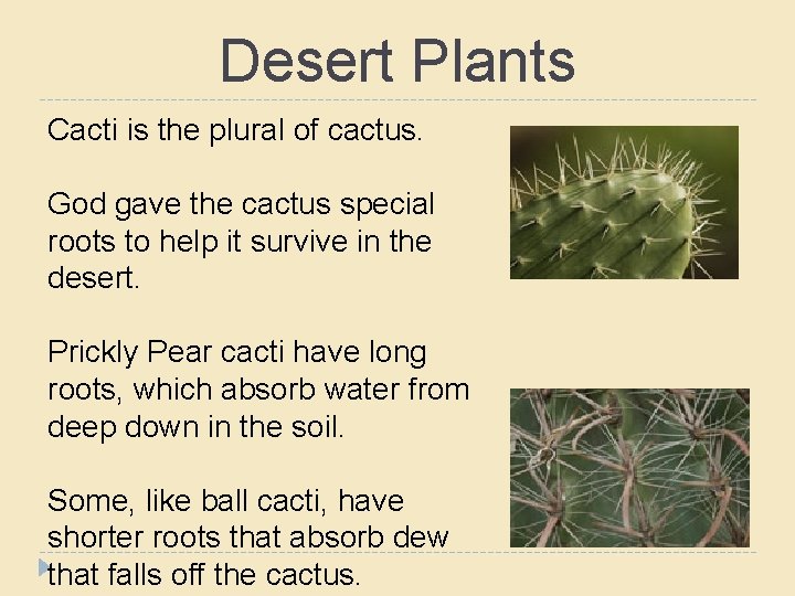 Desert Plants Cacti is the plural of cactus. God gave the cactus special roots