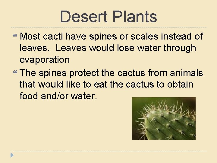 Desert Plants Most cacti have spines or scales instead of leaves. Leaves would lose