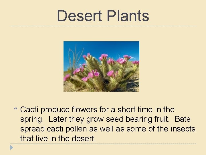 Desert Plants Cacti produce flowers for a short time in the spring. Later they