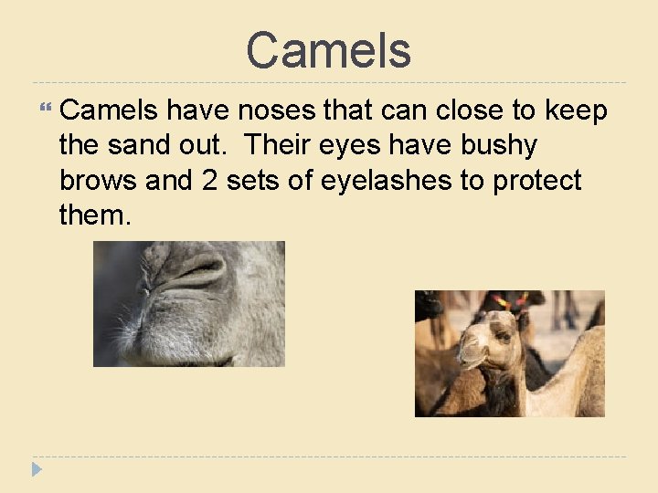 Camels have noses that can close to keep the sand out. Their eyes have